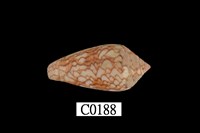 藏品(織錦芋螺)的圖片